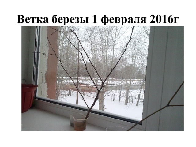 Ветка березы 1 февраля 2016г 