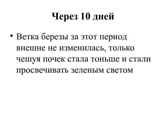 Через 10 дней Ветка березы за этот период внешне не изменилась, только чешуя почек стала тоньше и стали просвечивать зеленым светом 