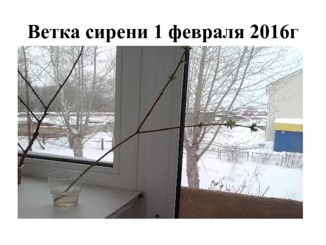 Ветка сирени 1 февраля 2016г 