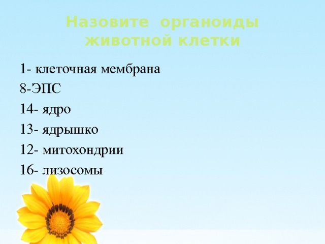 Назовите органоиды животной клетки 1- клеточная мембрана 8-ЭПС 14- ядро 13- ядрышко 12- митохондрии 16- лизосомы 