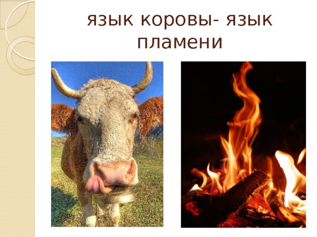 язык коровы- язык пламени 
