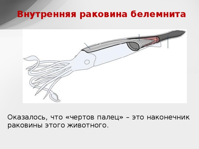 Внутренняя раковина  белемнита Оказалось, что «чертов палец» – это наконечник раковины этого животного.