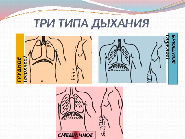 ТРИ ТИПА ДЫХАНИЯ БРЮШНОЕ (нижнее) ГРУДНОЕ (верхнее) СМЕШАННОЕ 