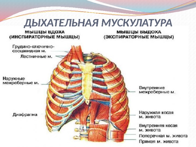 ДЫХАТЕЛЬНАЯ МУСКУЛАТУРА 