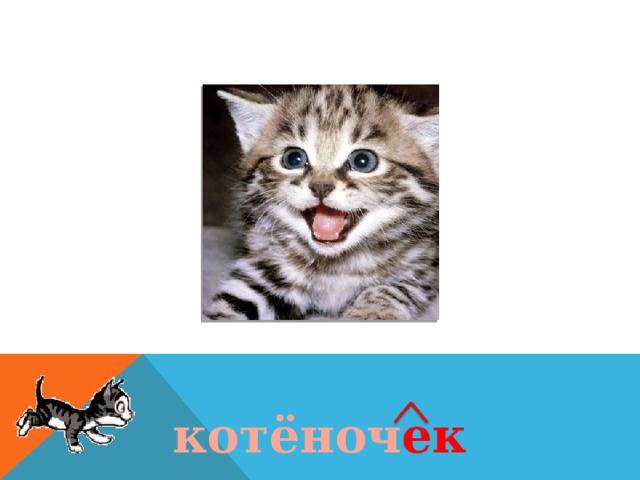 котёноч ек