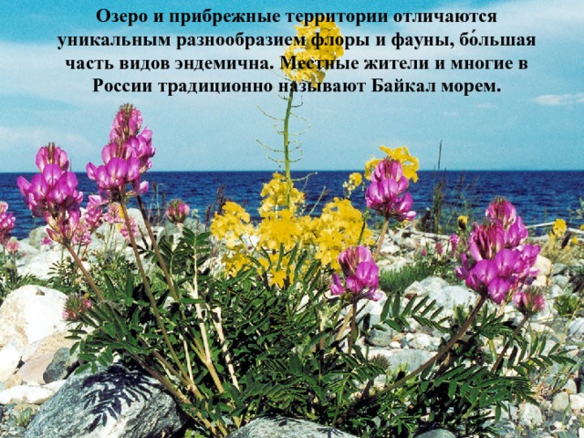 Озеро и прибрежные территории отличаются уникальным разнообразием флоры и фауны, бо́льшая часть видов эндемична. Местные жители и многие в России традиционно называют Байкал морем.   