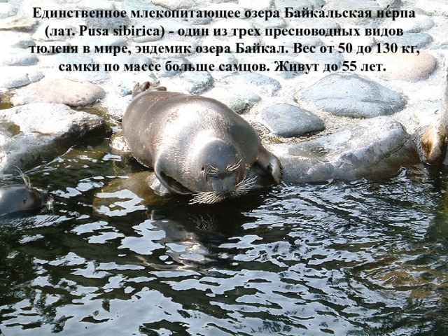 Единственное млекопитающее озера Байка́льская не́рпа (лат. Pusa sibirica) - один из трех пресноводных видов тюленя в мире, эндемик озера Байкал. Вес от 50 до 130 кг, самки по массе больше самцов. Живут до 55 лет.  