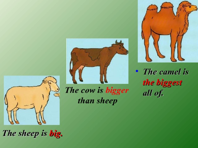 The camel is the biggest all of. The cow is  bigger than sheep The sheep is big. 