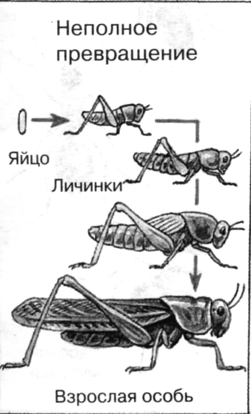 Саранча без метаморфоза. Цикл развития насекомых с полным и неполным превращением. Схема неполного превращения насекомых. Основные стадии жизненного цикла насекомых с неполным превращением. Развитие с неполным превращением у саранчи.