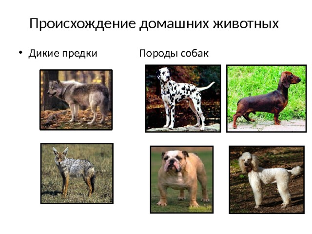 Происхождение домашних животных Дикие предки Породы собак 