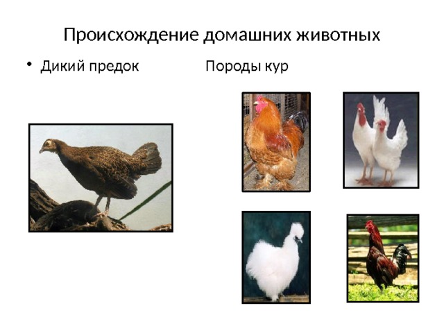 Происхождение домашних животных Дикий предок Породы кур 