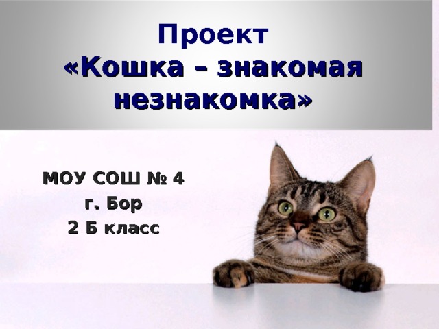 Проект  «Кошка – знакомая незнакомка» МОУ СОШ № 4 г. Бор 2 Б класс 