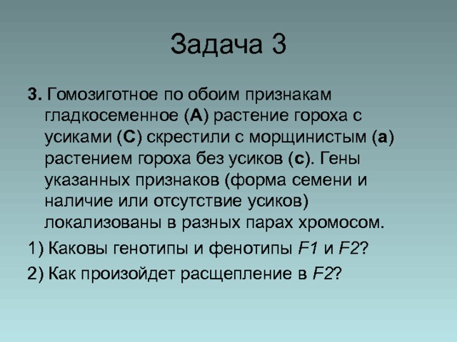 Задача 3 3.  Гомозиготное по обоим признакам гладкосеменное ( А ) растение гороха с усиками ( С ) скрестили с морщинистым ( а ) растением гороха без усиков ( с ). Гены указанных признаков (форма семени и наличие или отсутствие усиков) локализованы в разных парах хромосом. 1) Каковы генотипы и фенотипы F1 и  F2 ? 2) Как произойдет расщепление в  F2 ? 