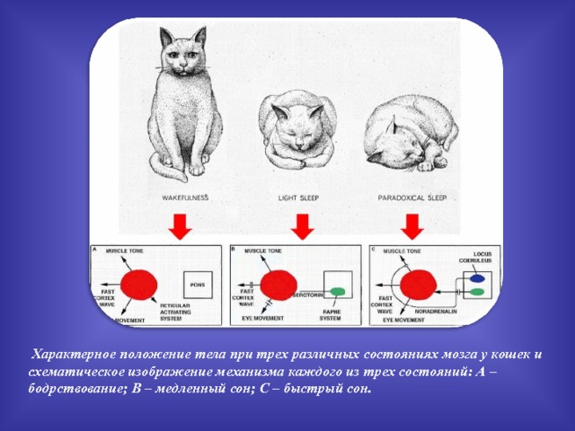  Характерное положение тела при трех различных состояниях мозга у кошек и схематическое изображение механизма каждого из трех состояний: А – бодрствование; В – медленный сон; С – быстрый сон. 