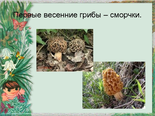 Первые весенние грибы – сморчки. 