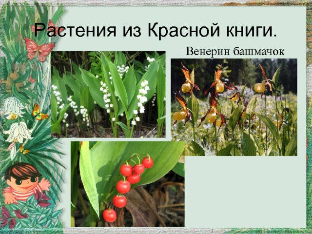 Растения из Красной книги.  Венерин башмачок 