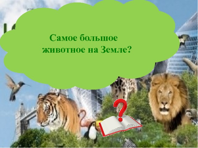 Самое большое животное на Земле? 