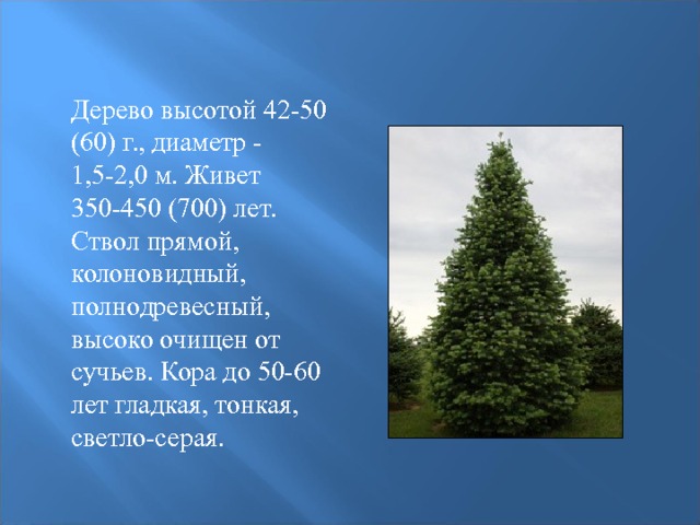  Дерево высотой 42-50 (60) г., диаметр - 1,5-2,0 м. Живет 350-450 (700) лет. Ствол прямой, колоновидный, полнодревесный, высоко очищен от сучьев. Кора до 50-60 лет гладкая, тонкая, светло-серая. 