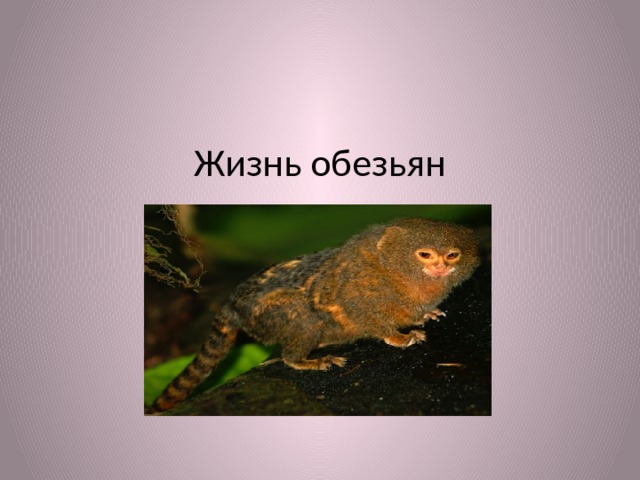 Жизнь обезьян 