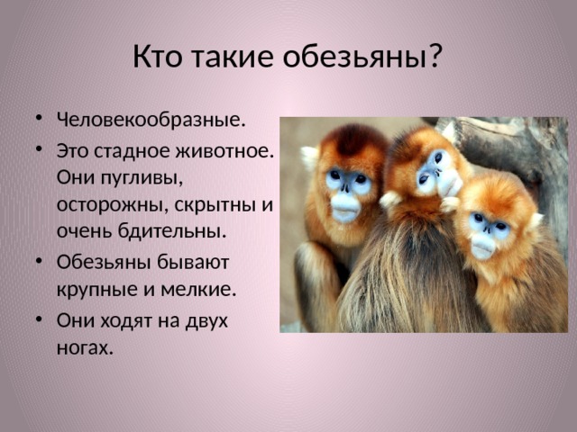 Кто такие обезьяны? Человекообразные. Это стадное животное. Они пугливы, осторожны, скрытны и очень бдительны. Обезьяны бывают крупные и мелкие. Они ходят на двух ногах. 