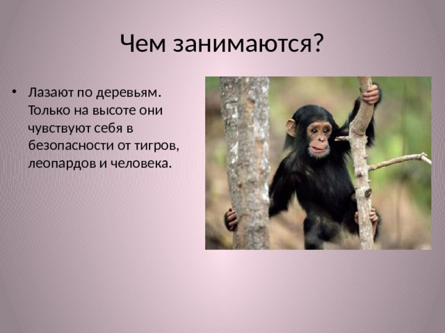 Чем занимаются? Лазают по деревьям. Только на высоте они чувствуют себя в безопасности от тигров, леопардов и человека. 