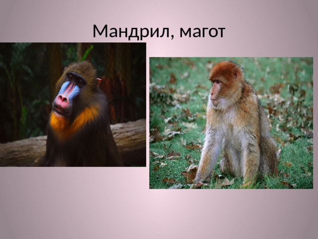 Мандрил, магот 