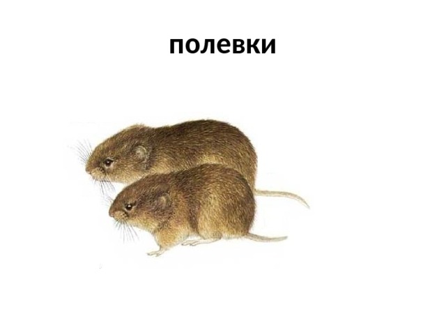 полевки 