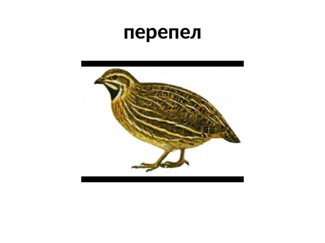 перепел 