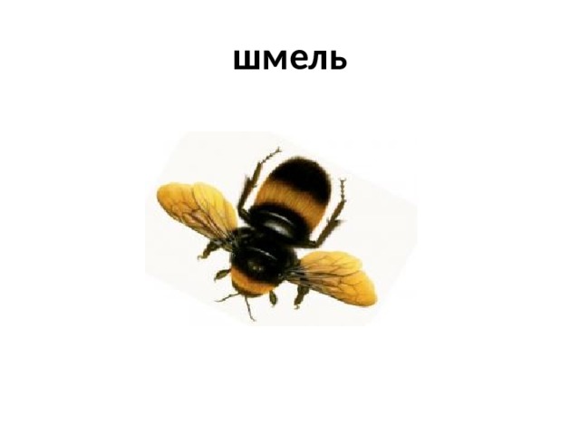 шмель 