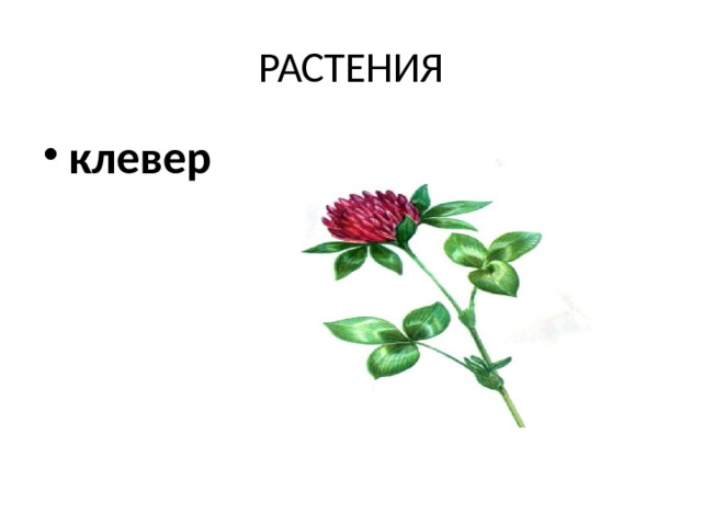 РАСТЕНИЯ клевер 