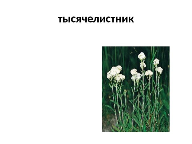 тысячелистник 