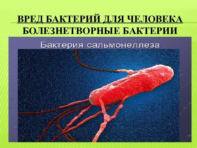 вред бактерий для человека  болезнетворные бактерии 