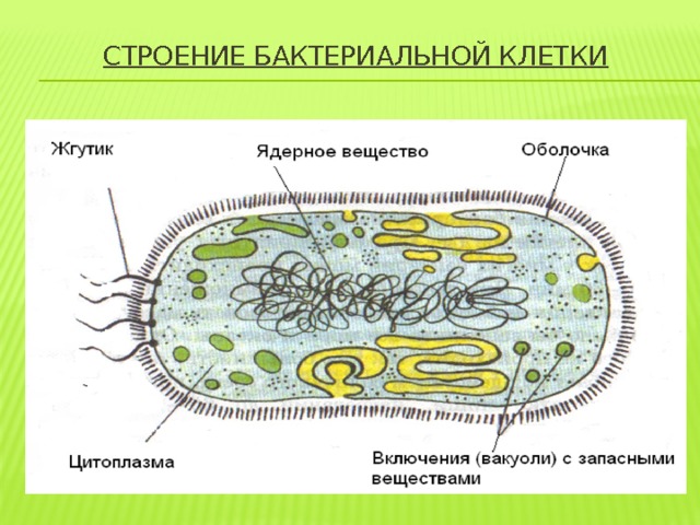 Строение бактериальной клетки   