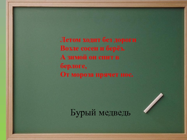 Летом ходит без дороги Возле сосен и берёз. А зимой он спит в берлоге, От мороза прячет нос. Бурый медведь 