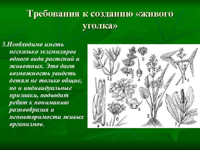 Требования к созданию «живого уголка» 3.Необходимо иметь несколько экземпляров одного вида растений и животных. Это дает возможность увидеть детям не только общие, но и индивидуальные признаки, подводит ребят к пониманию разнообразия и неповторимости живых организмов .   