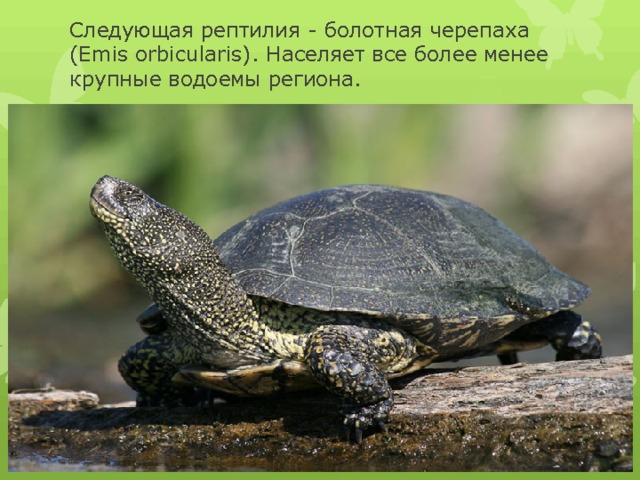 Следующая рептилия - болотная черепаха (Emis orbicularis). Населяет все более менее крупные водоемы региона. 