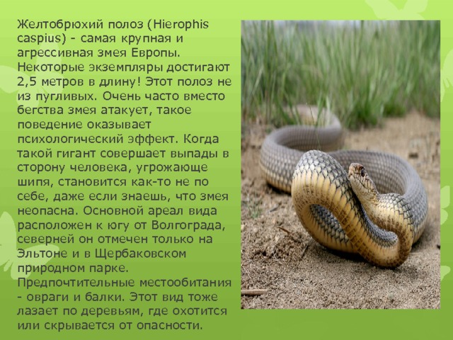 Желтобрюхий полоз (Hierophis caspius) - самая крупная и агрессивная змея Европы. Некоторые экземпляры достигают 2,5 метров в длину! Этот полоз не из пугливых. Очень часто вместо бегства змея атакует, такое поведение оказывает психологический эффект. Когда такой гигант совершает выпады в сторону человека, угрожающе шипя, становится как-то не по себе, даже если знаешь, что змея неопасна. Основной ареал вида расположен к югу от Волгограда, северней он отмечен только на Эльтоне и в Щербаковском природном парке. Предпочтительные местообитания - овраги и балки. Этот вид тоже лазает по деревьям, где охотится или скрывается от опасности. 