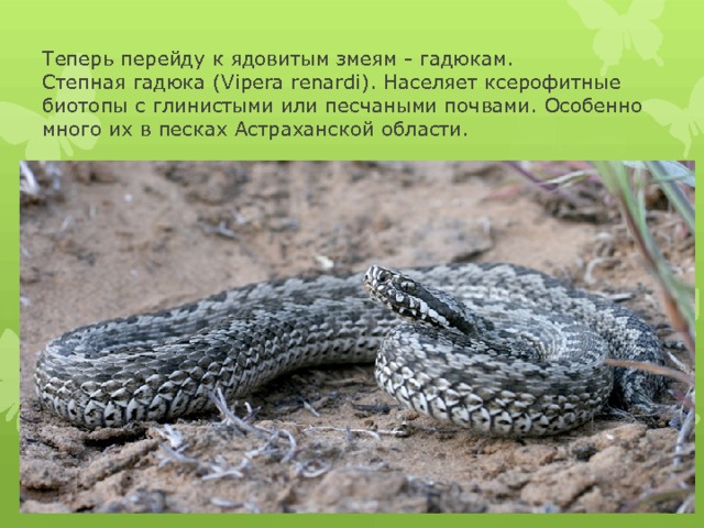 Теперь перейду к ядовитым змеям - гадюкам.  Степная гадюка (Vipera renardi). Населяет ксерофитные биотопы с глинистыми или песчаными почвами. Особенно много их в песках Астраханской области. 