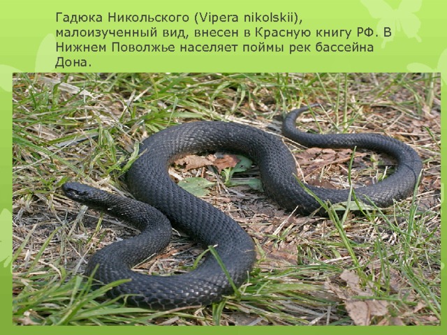 Гадюка Никольского (Vipera nikolskii), малоизученный вид, внесен в Красную книгу РФ. В Нижнем Поволжье населяет поймы рек бассейна Дона. 