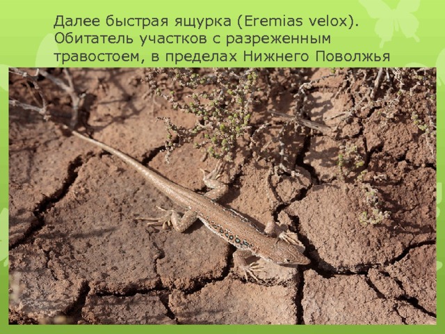 Далее быстрая ящурка (Eremias velox). Обитатель участков с разреженным травостоем, в пределах Нижнего Поволжья живет в Астраханской области и Калмыкии. 