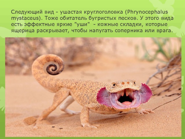 Следующий вид - ушастая круглоголовка (Phrynocephalus mystaceus). Тоже обитатель бугристых песков. У этого вида есть эффектные яркие 