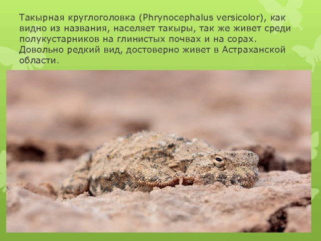 Такырная круглоголовка (Phrynocephalus versicolor), как видно из названия, населяет такыры, так же живет среди полукустарников на глинистых почвах и на сорах. Довольно редкий вид, достоверно живет в Астраханской области. 