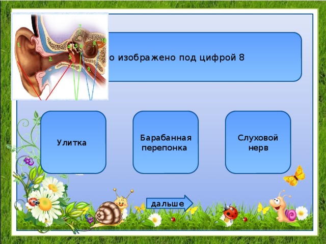 Что изображено под цифрой 8 Улитка Барабанная перепонка Слуховой нерв дальше