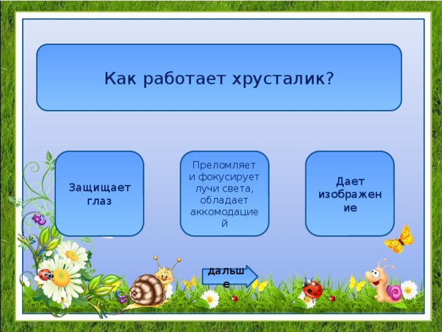 Как работает хрусталик? Защищает глаз Преломляет и фокусирует лучи света, обладает аккомодацией Дает изображение дальше