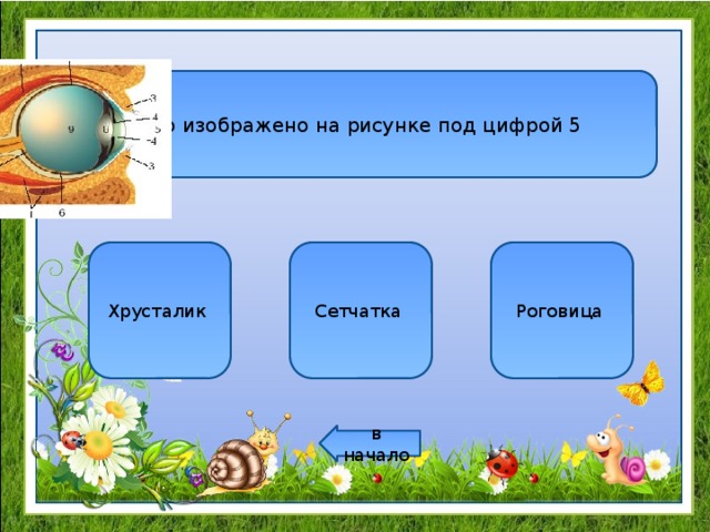Что изображено на рисунке под цифрой 5 Хрусталик Сетчатка Роговица в начало