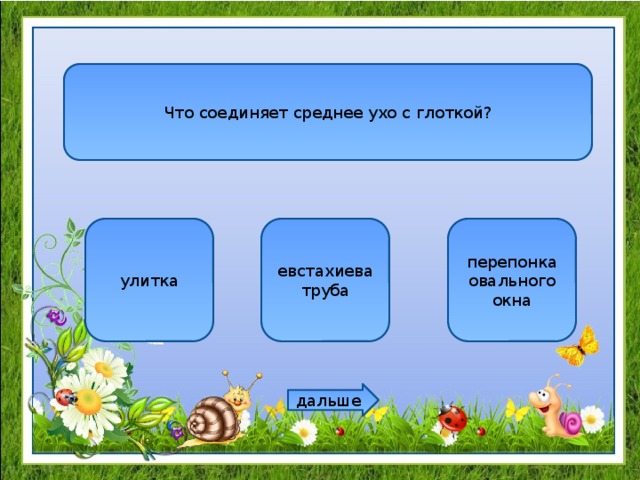 Что соединяет среднее ухо с глоткой? улитка евстахиева труба перепонка овального окна дальше