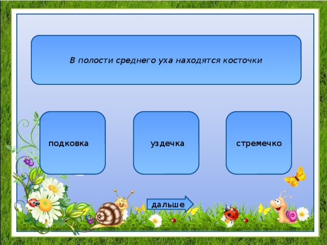 В полости среднего уха находятся косточки подковка      уздечка стремечко дальше