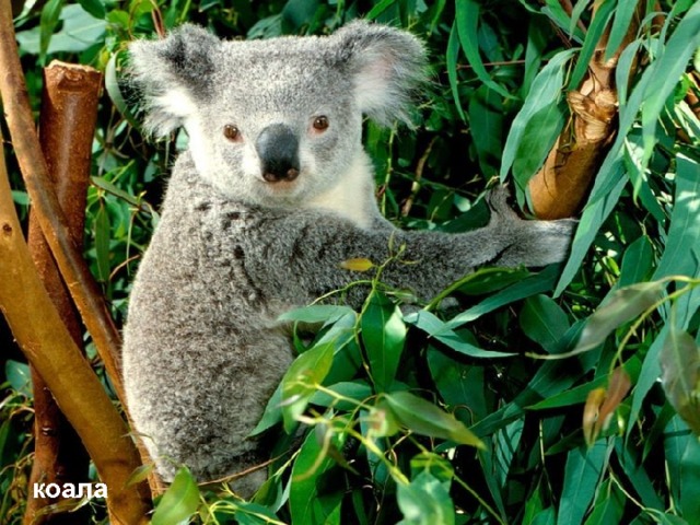 коала 