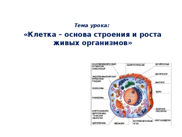 Основа строения. Клетка основа строения и жизнедеятельности. Основа строения живых организмов. Тема урока клетка. Клетка как основа живого организма.