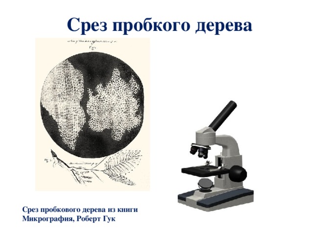 Срез пробкого дерева Срез пробкового дерева из книги Микрография, Роберт Гук